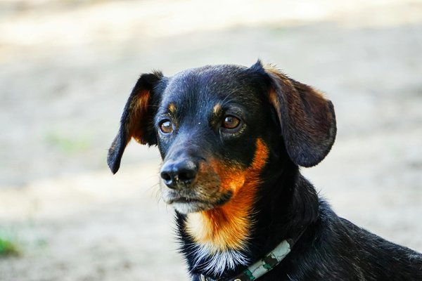 Collyre chat : l'allié des yeux sensibles et irrités !