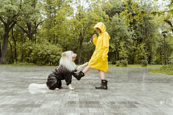 Conseils pour élever et éduquer son chien efficacement