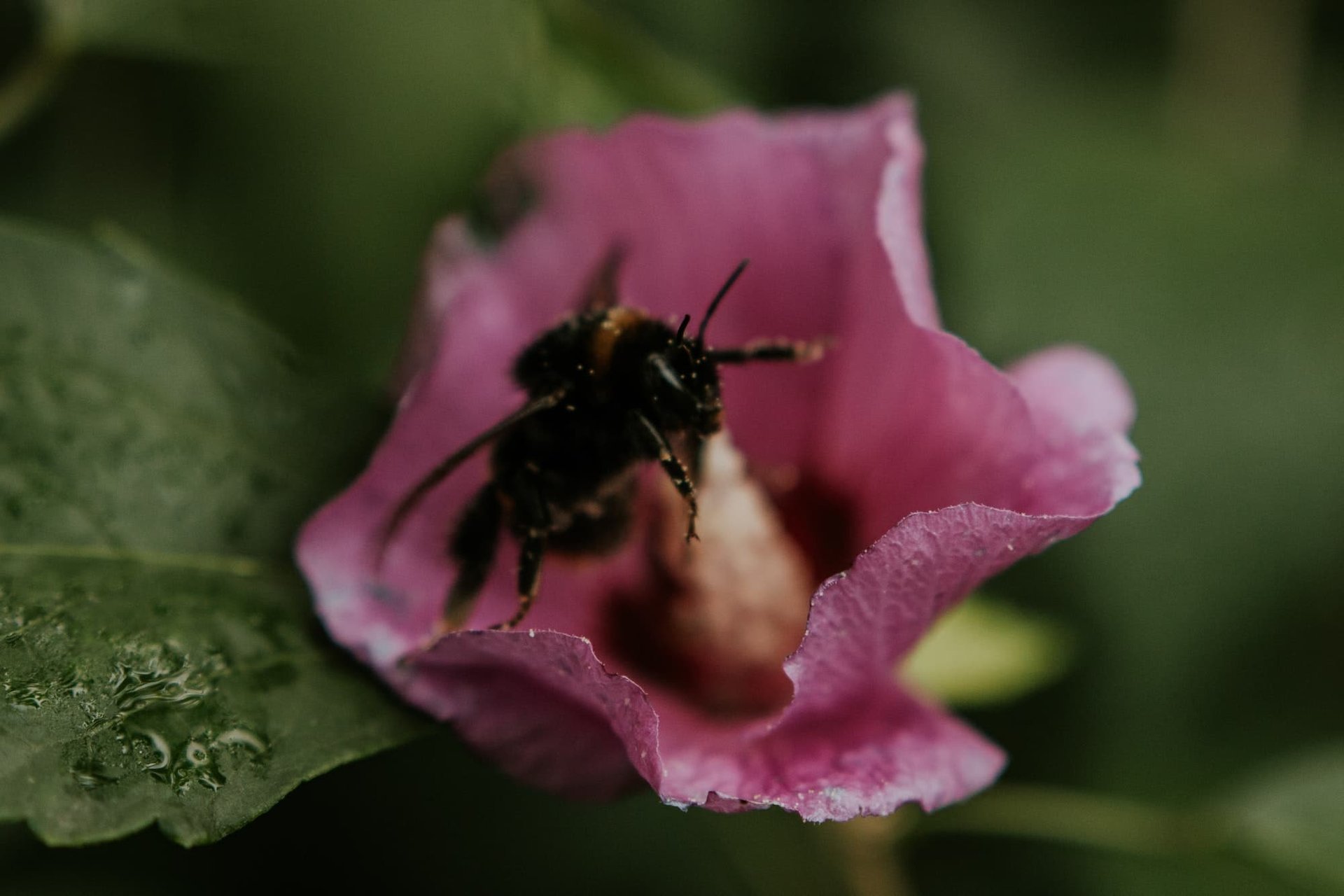Bioviva Ronde du Pollen coopératif baladent Les Insectes Fleur pour Qu Bioviva Ronde du Pollen coopératif baladent Les Insectes Fleur pour Qu