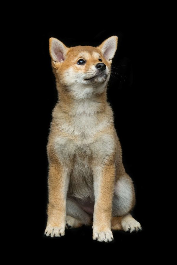 Bébé Shiba Inu : coût d'achat et d'entretien de cette race