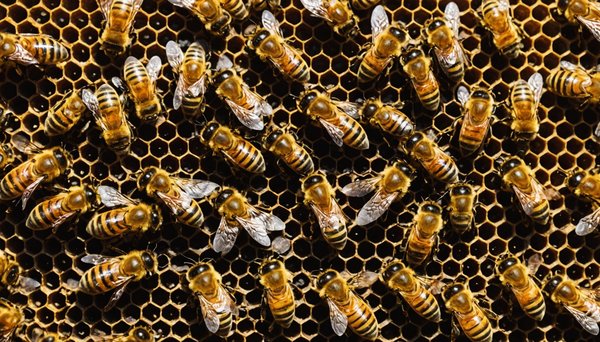 Ruche abeilles : faites le choix idéal pour votre apiculture