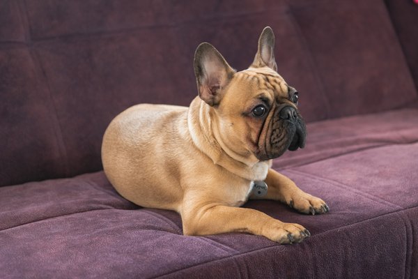 Le guide pour sélectionner la meilleure muselière  pour votre bouledogue français